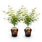 Green boutiQ - Terrasplant - Japanse Esdoorn - Acer palmatum Orange Dream - Oranje - 2 Planten - Bladverliezend - Pot 19cm Hoogte 70cm