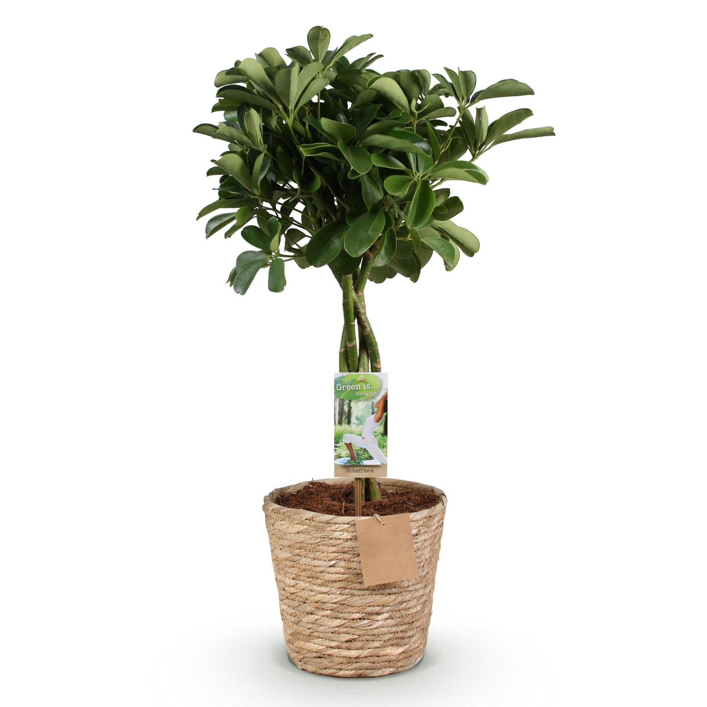Schefflera Nora - Vingerboom - incl. mand - pot 21cm - hoogte 70-82cm