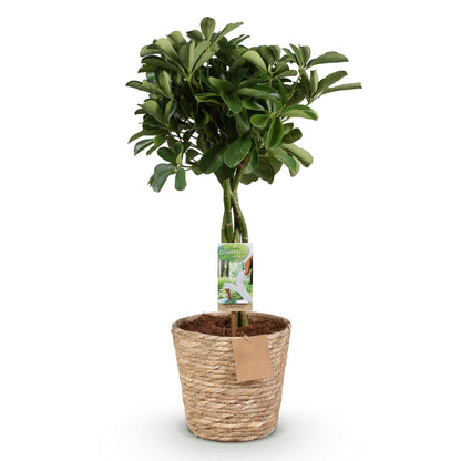 Schefflera Nora - Vingerboom - incl. mand - pot 21cm - hoogte 70-82cm