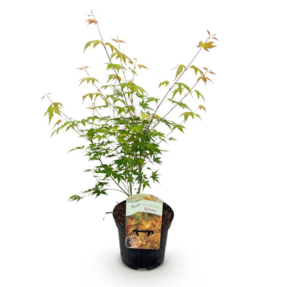 Acer palmatum 'Katsura' - Japanse Esdoorn -  hoogte 70cm