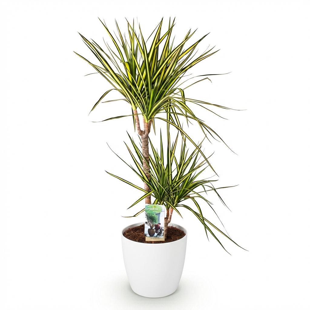 Dracaena Sunray - Drakenbloedboom - incl. pot wit - pot 21cm - hoogte 90-100cm