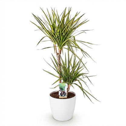 Dracaena Sunray - Drakenbloedboom - incl. pot wit - pot 21cm - hoogte 90-100cm