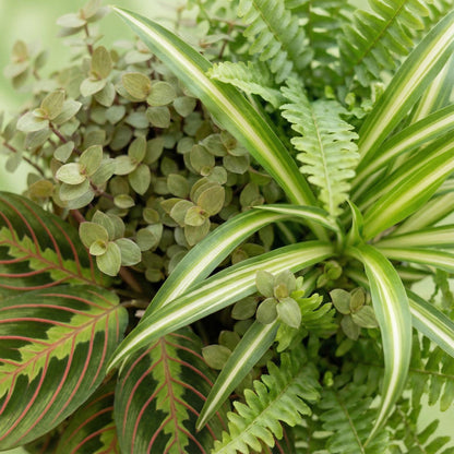 Green boutiQ - Kamerplant - Chlorophytum - Maranta - Calissia - Nephrolepsis - Mix van 4 - Huisdiervriendelijke Planten - Groen - 4 Planten - met Potter Wit - Pot 12cm - Hoogte 25cm