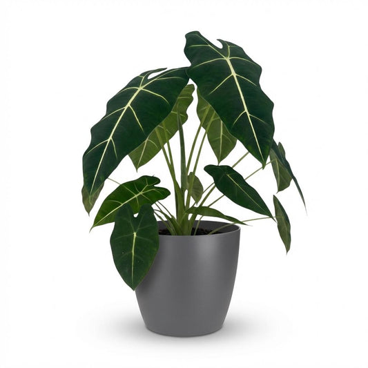 Green boutiQ - Kamerplant - Olifantsoor - Alocasia Frydek - Groen - Weinig onderhoud - 1 Plant - met Potter Grijs - Pot 19cm - Hoogte 60cm