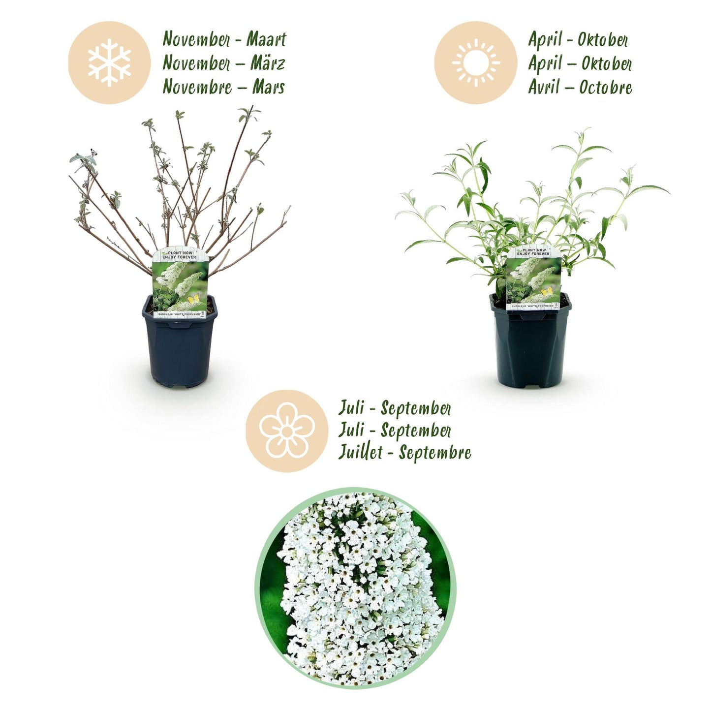 Buddleja davidii 'White Profusion' - Vlinderstruik - hoogte 45cm