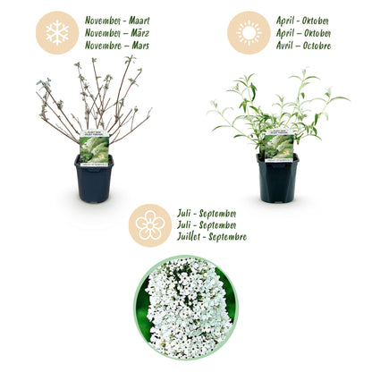 Buddleja davidii 'White Profusion' - Vlinderstruik - hoogte 45cm