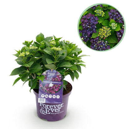Hydrangea 'Forever & Ever Purple' - Paarse Hortensia - 7-12 bloemen - hoogte 55cm