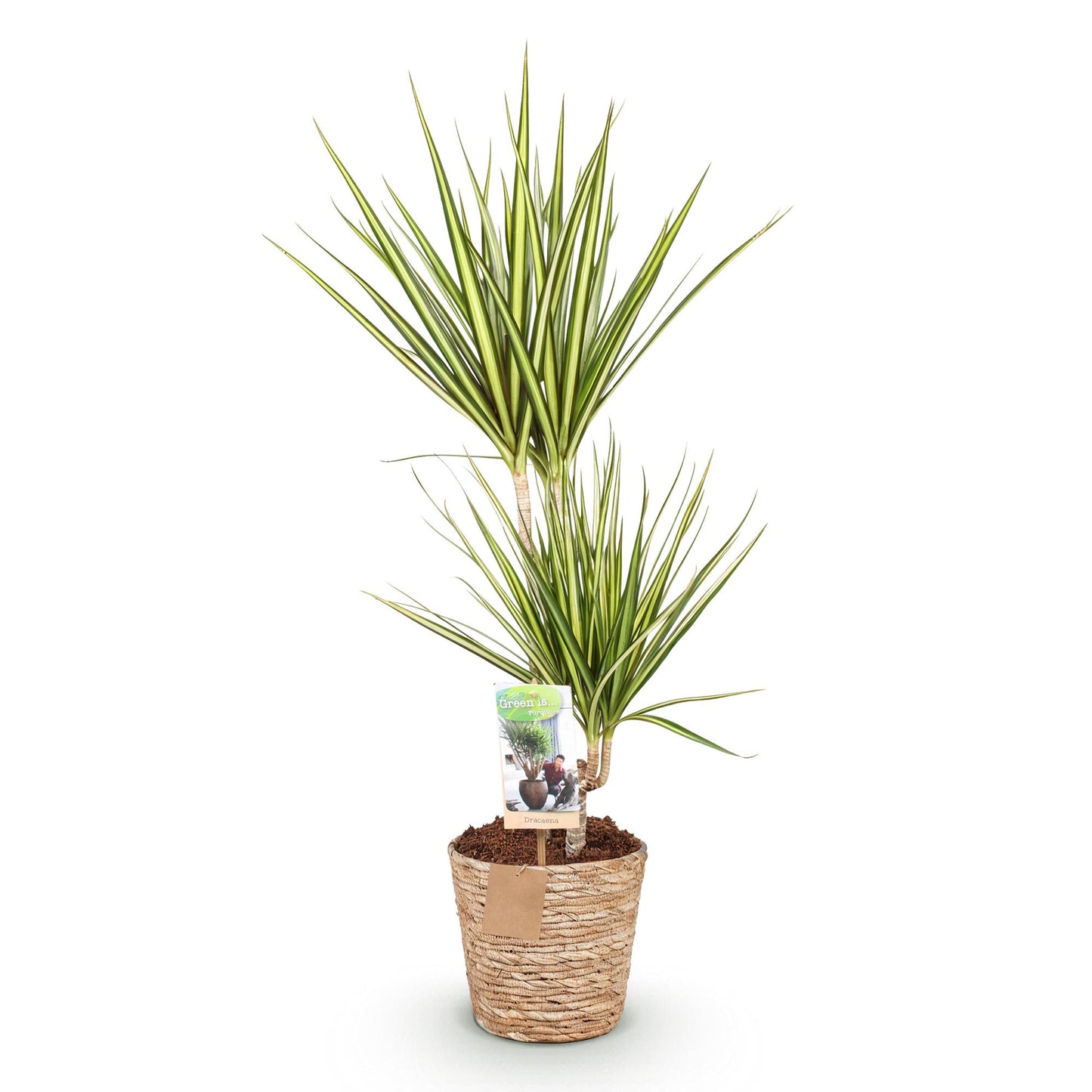 Dracaena Sunray - Drakenbloedboom - incl. mand - 1 plant - pot 17cm - hoogte 70-75cm