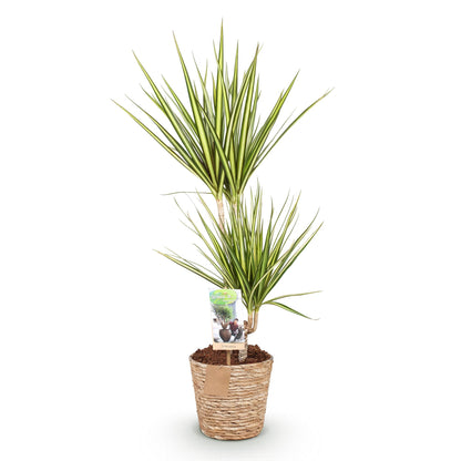 Dracaena Sunray - Drakenbloedboom - incl. mand - 1 plant - pot 17cm - hoogte 70-75cm