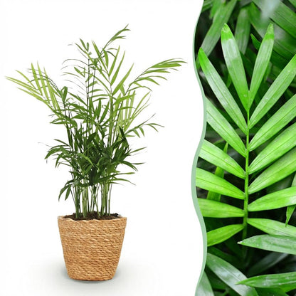 Chamaedorea elegans - Goudpalm - incl. mand - pot 12cm - hoogte 15cm
