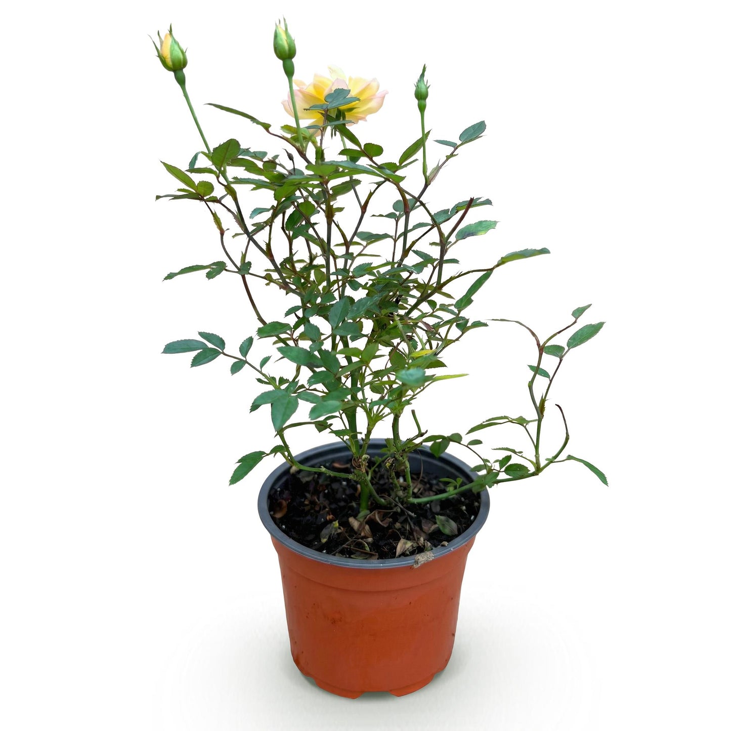 Rosa 'Tricolor Fairy' - Roos - hoogte 20-25cm