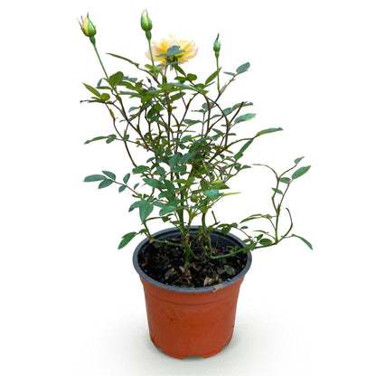 Rosa 'Tricolor Fairy' - Roos - hoogte 20-25cm
