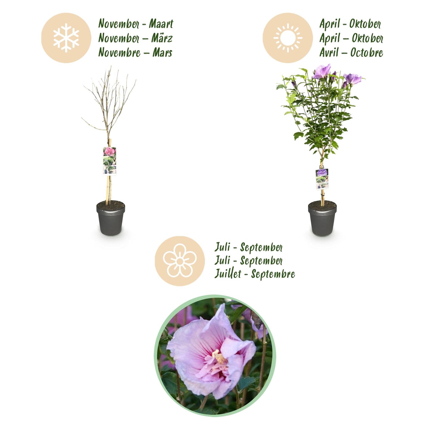 Hibiscus syriacus 'Lavendor Chiffon®' op stam - Altheastruik - hoogte 90cm