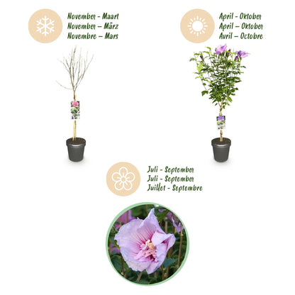 Hibiscus syriacus 'Lavendor Chiffon®' op stam - Altheastruik - hoogte 90cm