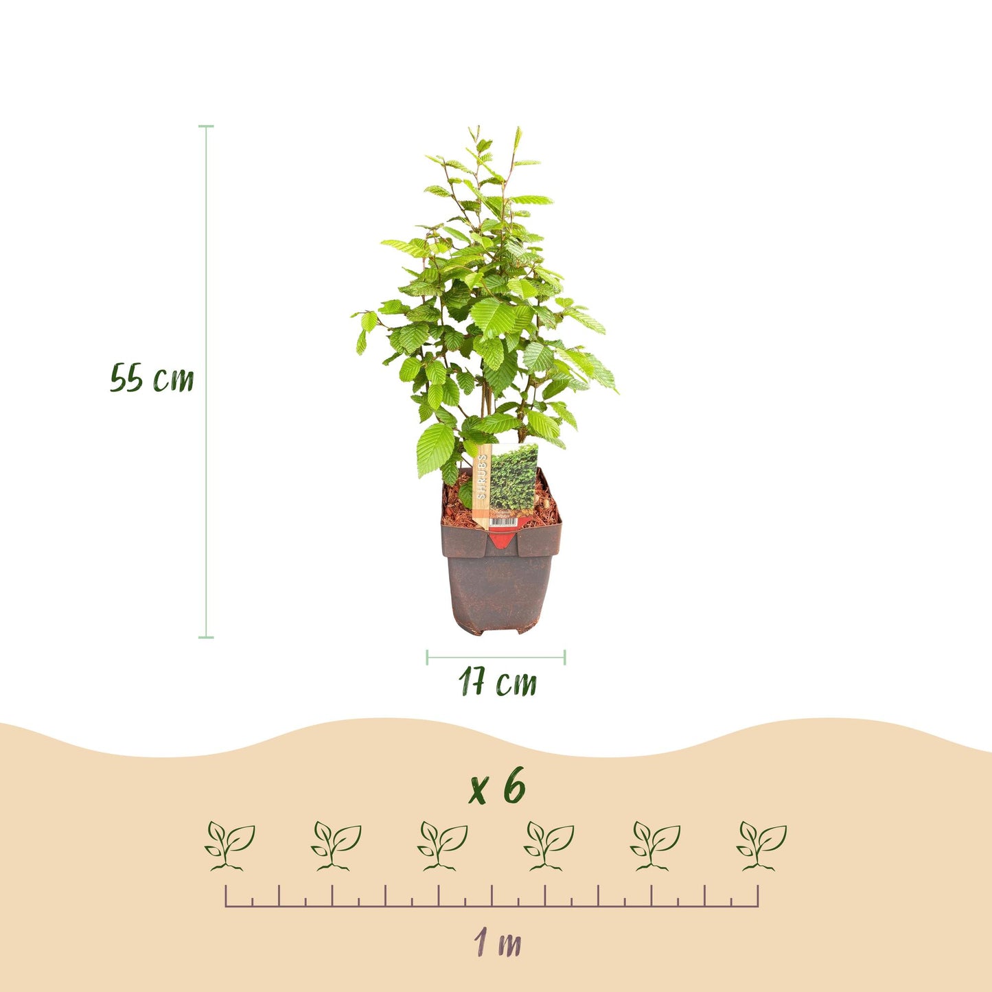 Carpinus betulus - Haagbeuk - hoogte 50-55cm