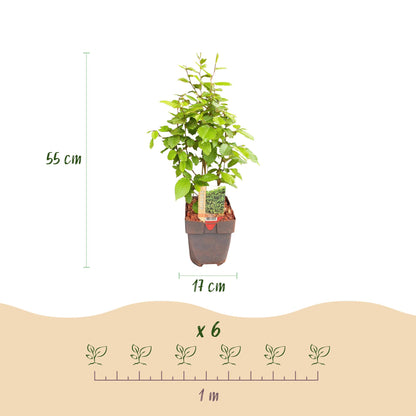 Carpinus betulus - Haagbeuk - hoogte 50-55cm