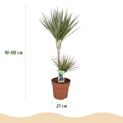 Dracaena Marginata Bicolor - Drakenbloedboom - incl. pot grijs - pot 21cm - hoogte 90-100cm