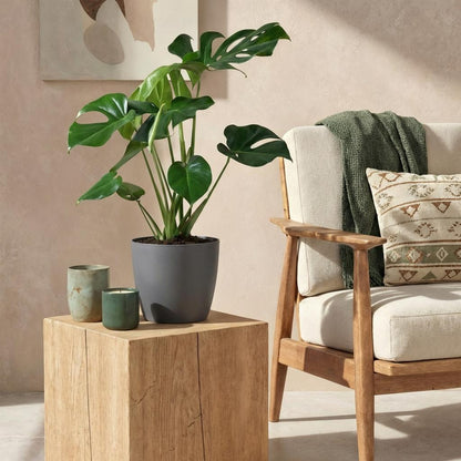 Monstera Deliciosa - Gatenplant - incl. pot grijs - pot 21cm - hoogte 70-80cm
