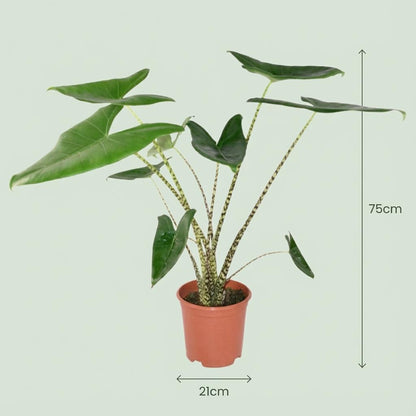 Green boutiQ - Kamerplant - Olifantsoor - Alocasia Zebrina - Groen - Weinig onderhoud - 1 Plant - met Potter Grijs - Pot 21 cm - Hoogte 70 - 75cm