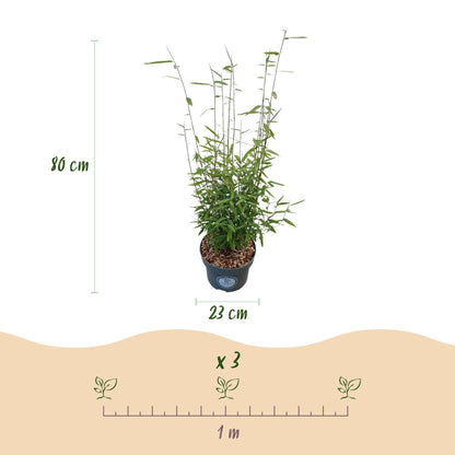 Green boutiQ - Grassen - Fargesia nitida Black Dragon - Niet Woekerende Bamboe - Bladhoudend - Groen - 2 Planten - Pot 23 cm - Hoogte 80 cm