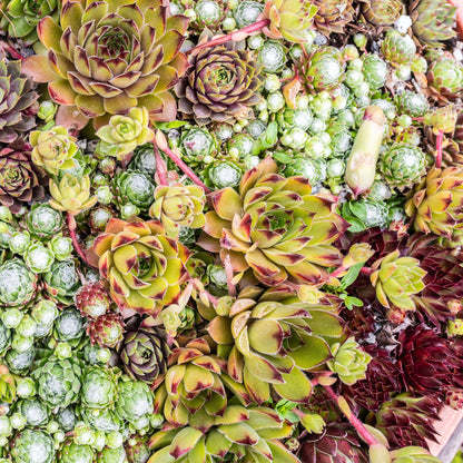 Sempervivum 'Big Sam' - Huislook - hoogte 17