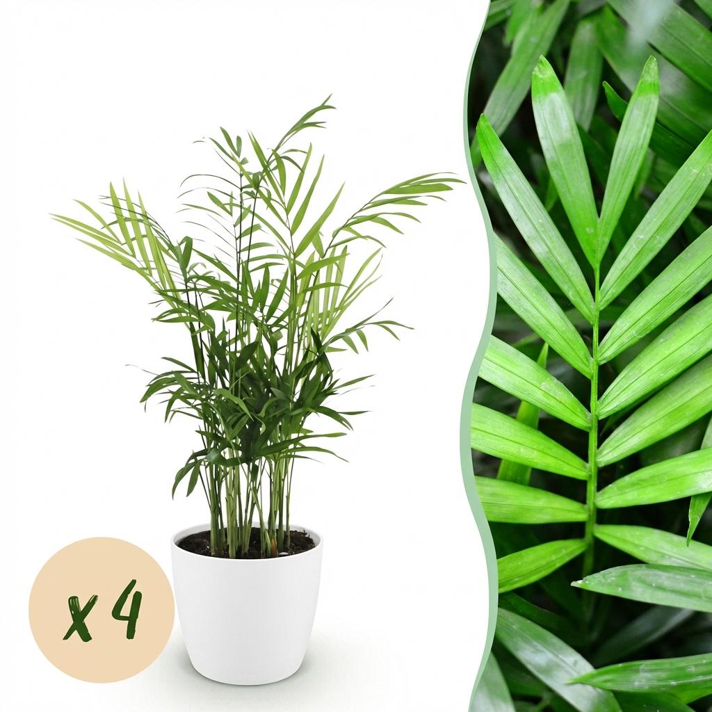 Green boutiQ - Kamerplant - Chamaedorea elegans - Goudpalm - Huisdiervriendelijke Plant - Groen - 4 Planten - met Potter Wit - Pot 12cm - Hoogte 15cm