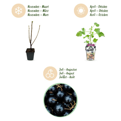 Ribes 'Jostabes' - Jostabes - 6 planten - Pot 9cm