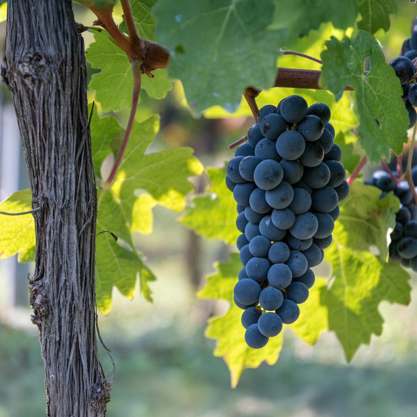 Vitis vinifera 'Boskoop Glory' - Blauwe Druif