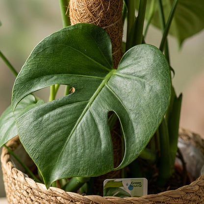 Green boutiQ - Kamerplant - Gatenplant - Monstera Deliciosa mosstok - Groen - Weinig onderhoud - 1 Plant - met Mand - Pot 19cm - Hoogte 90cm