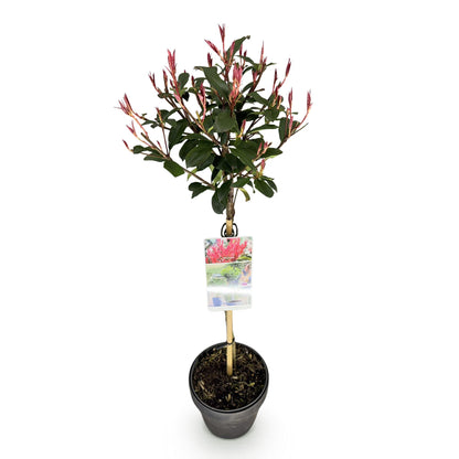 Photinia fraseri 'Carre Rouge' op stam - Glansmispel - hoogte 90cm