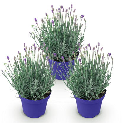Green boutiQ - Tuinplant - Lavandula angustifolia Hidcote - Lavendel - Winterhard - Paars - 3 Planten - Pot 12cm - Hoogte 15-25cm