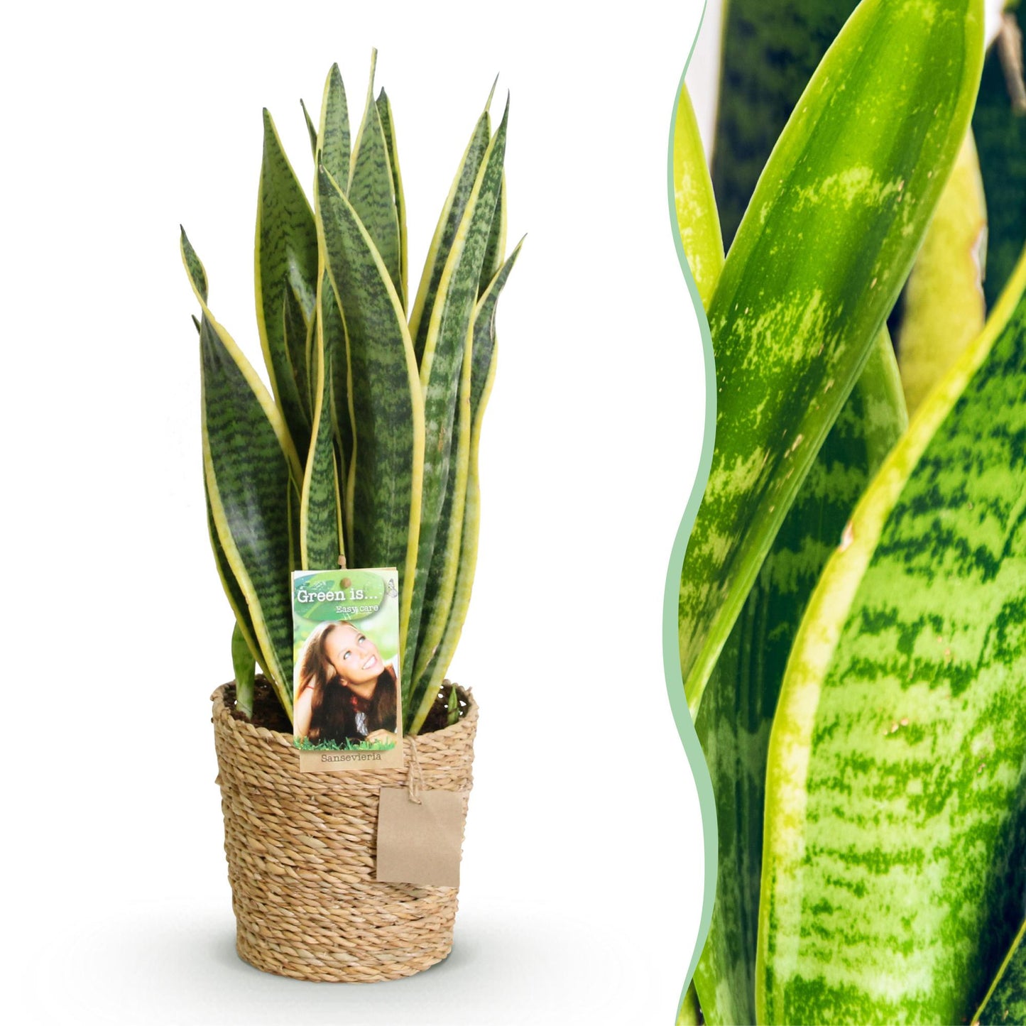 Sansevieria Laurentii - Vrouwentong - incl. mand - pot 17cm - hoogte 60-70cm