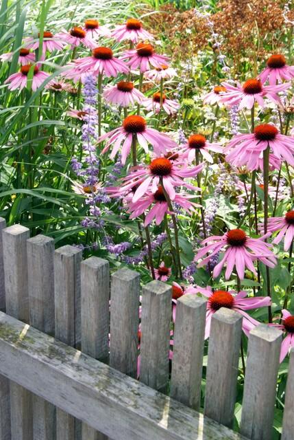 Echinacea purpurea 'Magnus' - Rode Zonnehoed
