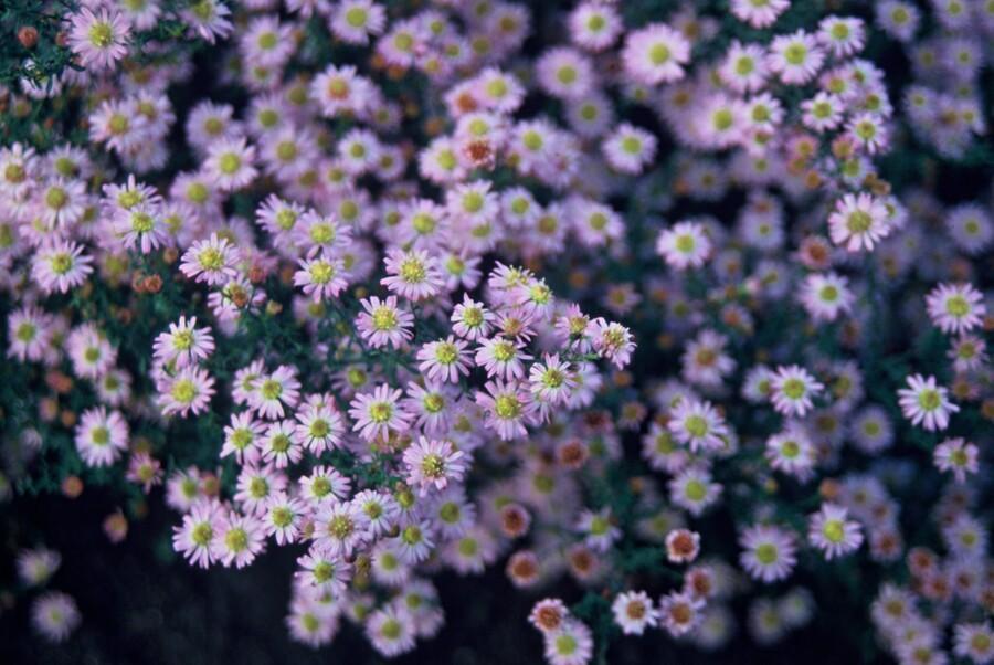Aster ageratoides 'Stardust' - Herfstaster