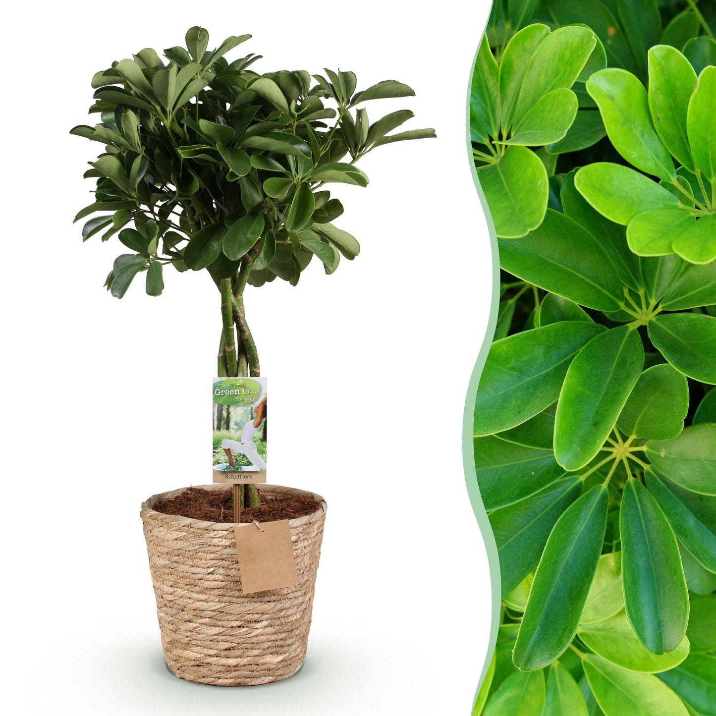 Schefflera Nora - Vingerboom - incl. mand - pot 21cm - hoogte 70-82cm