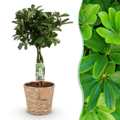 Schefflera Nora - Vingerboom - incl. mand - pot 21cm - hoogte 70-82cm