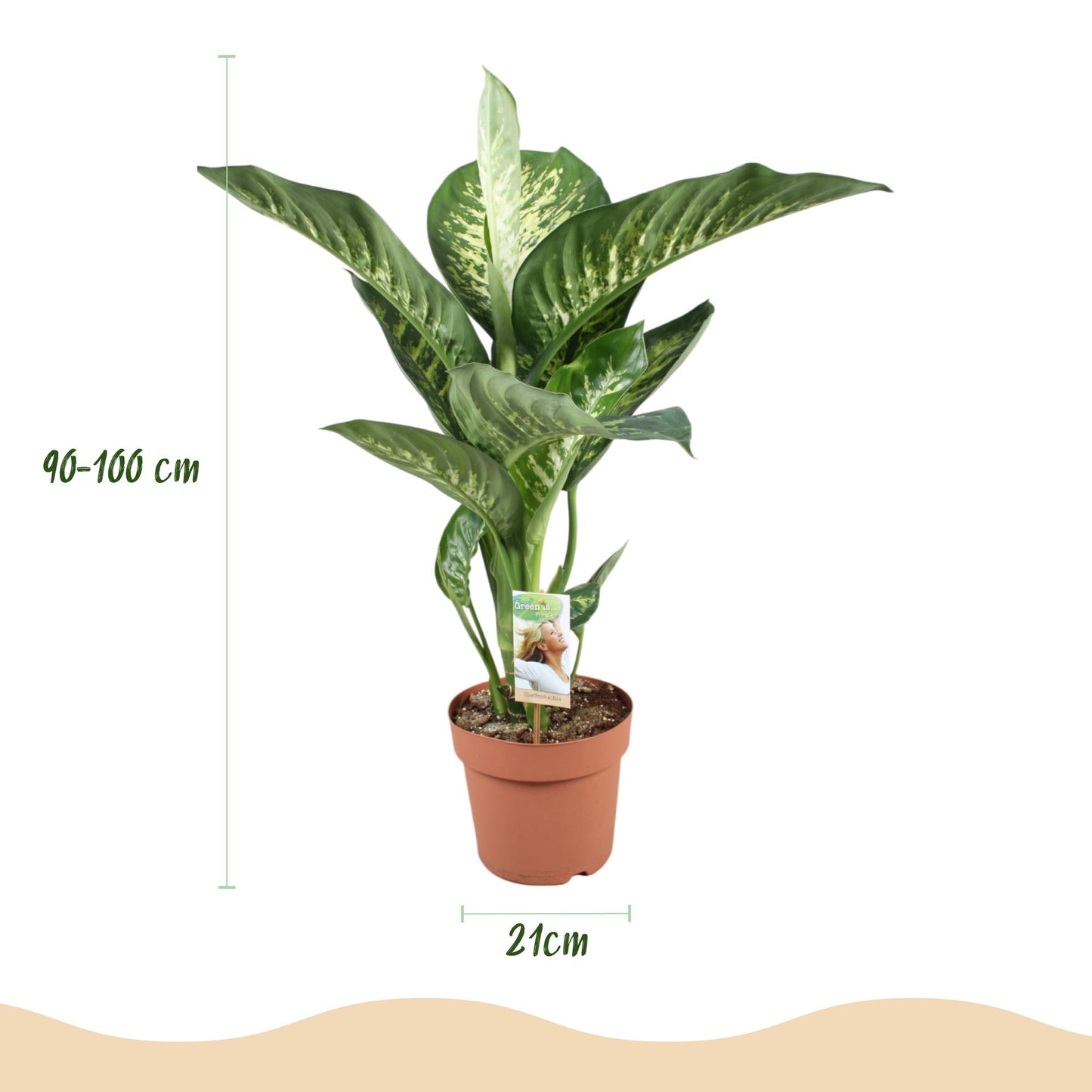 Diefenbachia Tropic Snow - Dieffenbachia - incl. pot grijs - pot 21cm - hoogte 90-100cm