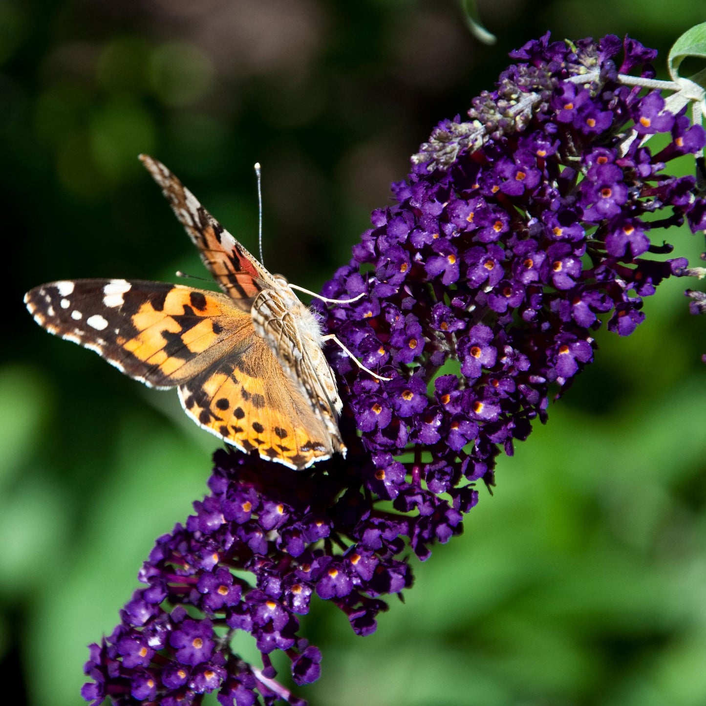 Buddleja davidii 'Black Night' - Vlinderstruik - hoogte 45cm