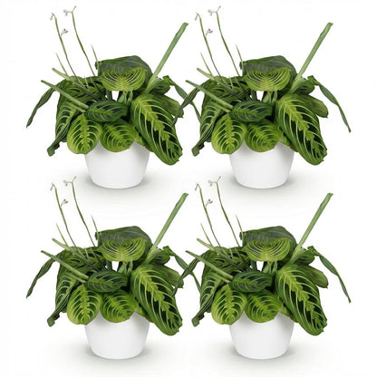 Green boutiQ - Kamerplant - Maranta Fascinator Lemon Lime - Gebedsplant - Huisdiervriendelijke Plant - Groen - 4 Planten - met Potter Wit - Pot 12cm - Hoogte 25cm