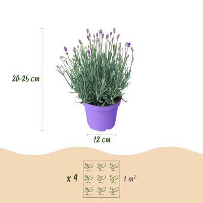 Green boutiQ - Tuinplant - Lavandula angustifolia Munstead - Lavendel - Winterhard - Paars - 9 Planten - Pot 12cm - Hoogte 15-25cm
