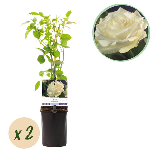 Rosa 'White Climber' - Klimroos