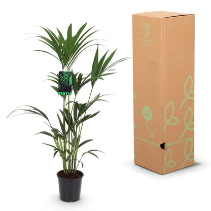 Green boutiQ - Kamerplant - Howea Forsteriana - Kentia Palm - Weinig Onderhoud - Groen - 1 Plant - met Potter Grijs - Pot 21cm - Hoogte 120-130cm