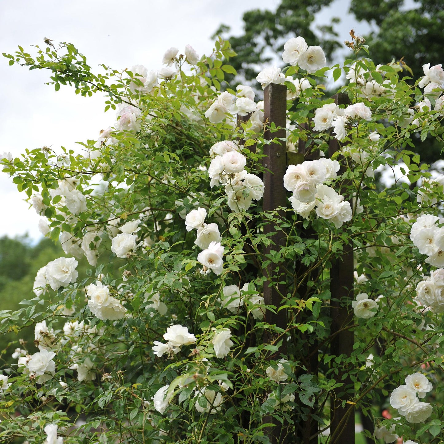 Rosa 'White Climber' - Klimroos