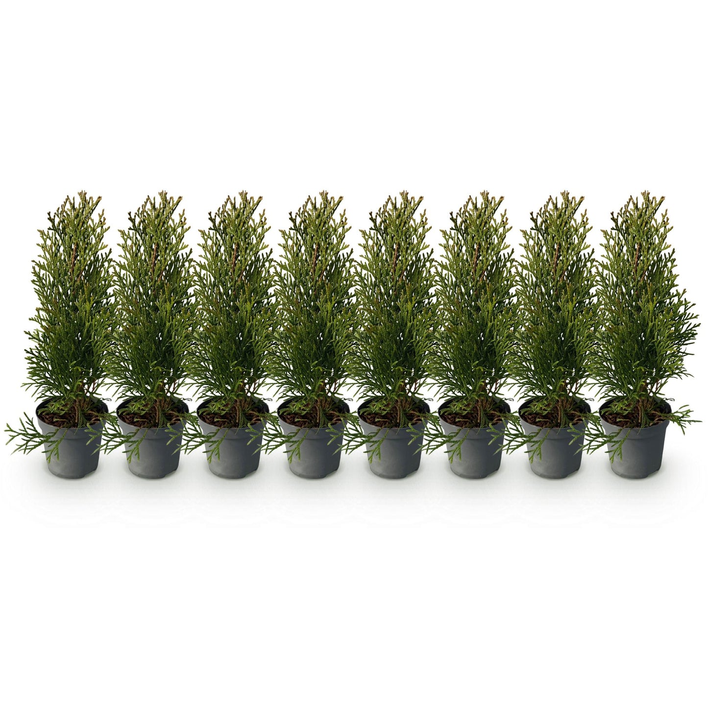 Thuja occidentalis 'Smaragd' - Westerse Levensboom - hoogte 30cm