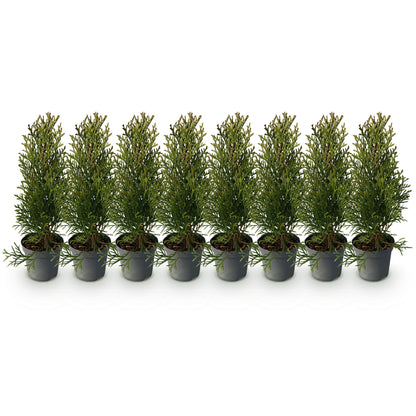 Thuja occidentalis 'Smaragd' - Westerse Levensboom - hoogte 30cm