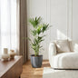Howea Forsteriana - Kentia Palm - incl. pot grijs - pot 21cm - hoogte 120-130cm
