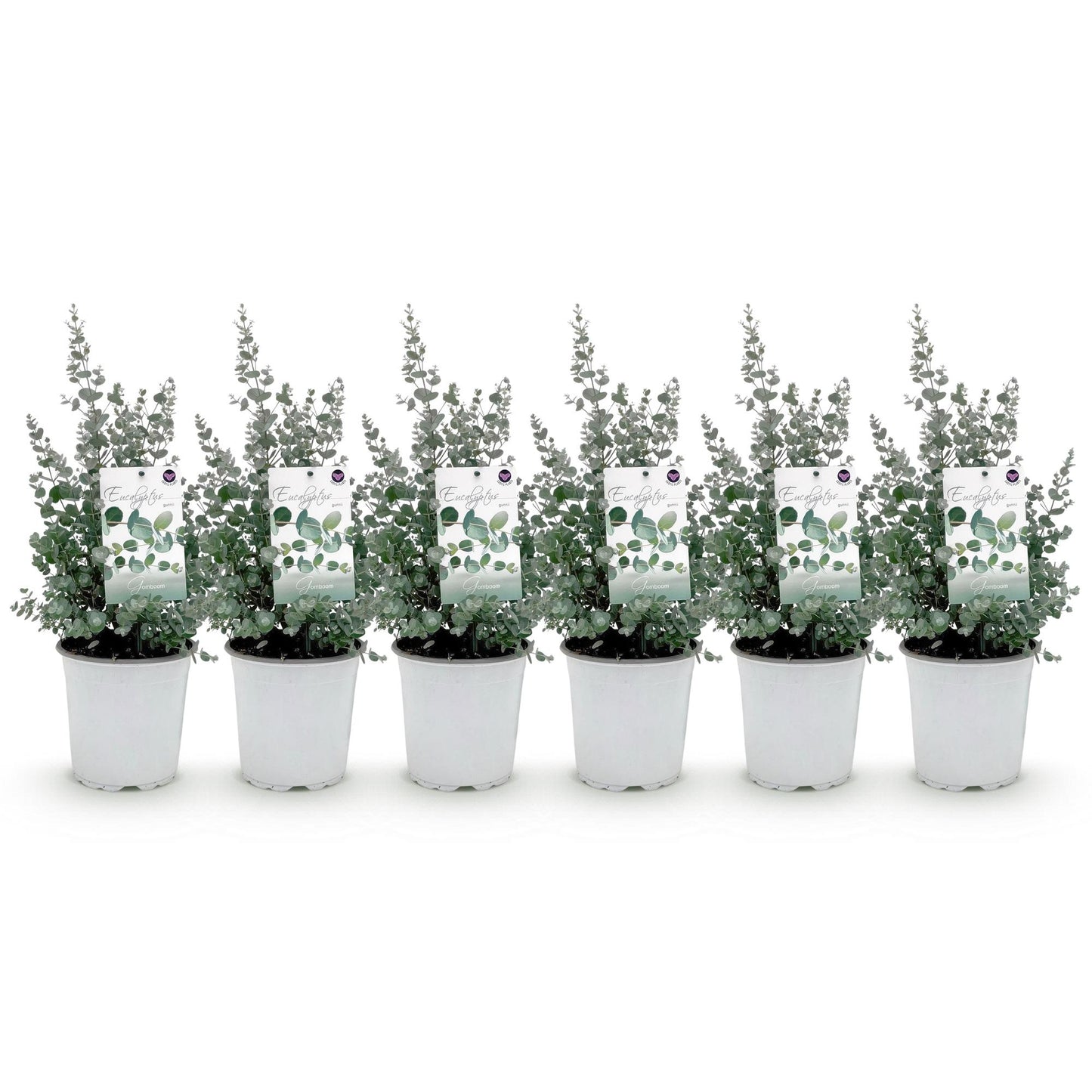 Green boutiQ - Terrasplant - Eucalyptus boom - Eucalyptus gunni  - Grijs - 6 Planten - Winterhard - Pot 17cm Hoogte 40cm