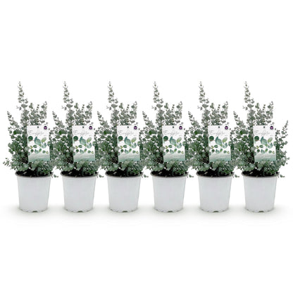 Green boutiQ - Terrasplant - Eucalyptus boom - Eucalyptus gunni  - Grijs - 6 Planten - Winterhard - Pot 17cm Hoogte 40cm