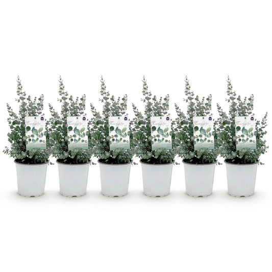 Green boutiQ - Terrasplant - Eucalyptus boom - Eucalyptus gunni  - Grijs - 6 Planten - Winterhard - Pot 17cm Hoogte 40cm