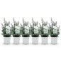 Green boutiQ - Terrasplant - Eucalyptus boom - Eucalyptus gunni  - Grijs - 6 Planten - Winterhard - Pot 17cm Hoogte 40cm